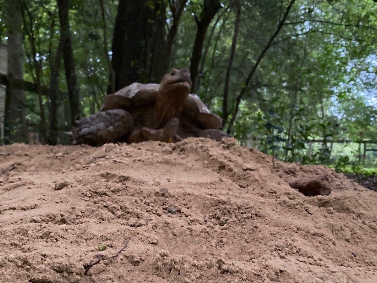 GvilleComputer's tweet image. The weather tortoise says “build a hill, flood watch in effect.” #Idalia