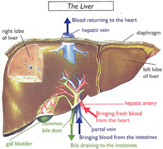 alsukri1's tweet photo. مرض السكري والتأثير على الكبد ؟ وكيف يمكن حماية الكبد من السكري ؟ The Liver and Diabetes

اضغط الرابط التالي

https://t.co/R0HAvTFGvU https://t.co/Npaxzgp9b2