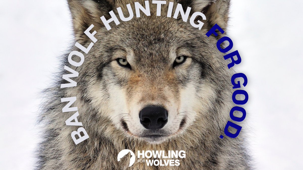 Howling For Wolves tweet media