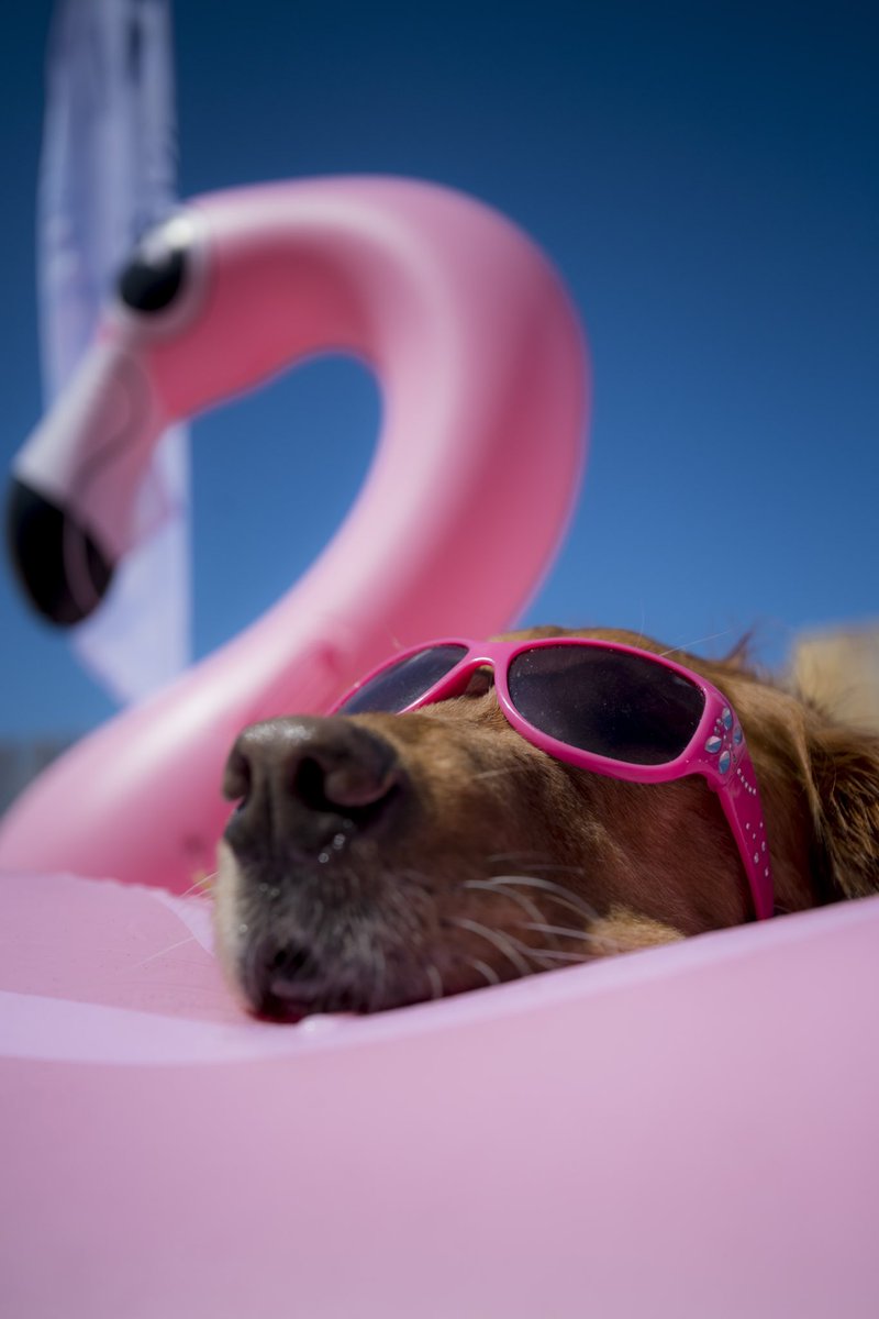 UC San Diego Recreation (@ucsdrec) on Twitter photo The dog days of summer have us like….
Time to head to the beach Tritons.☀️🌊🏄♀️🏄🏄♂️
#ucsd #recreation #summer #dogdaysofsummer #collegelife #beach #surf #sandiego
(PC: <a href="/erikjepsen/">Erik Jepsen</a> ) The dog days of summer have us like….
Time to head to the beach Tritons.☀️🌊🏄♀️🏄🏄♂️
#ucsd #recreation #summer #dogdaysofsummer #collegelife #beach #surf #sandiego
(PC: <a href="/erikjepsen/">Erik Jepsen</a> )