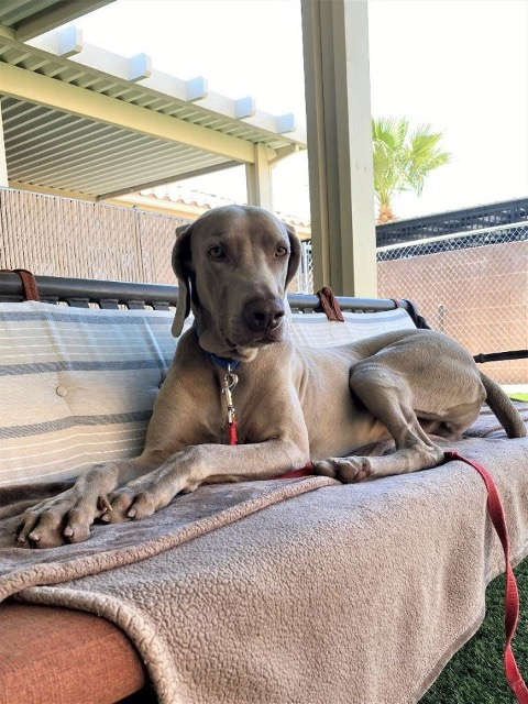 Are you near Nevada? Do you NEED a Weimaraner in your life? Meet Lucas. He (and his big adorable paws) would LOVE to meet you. Check him out on Petfinder: petfinder.com/dog/lucas-6262…