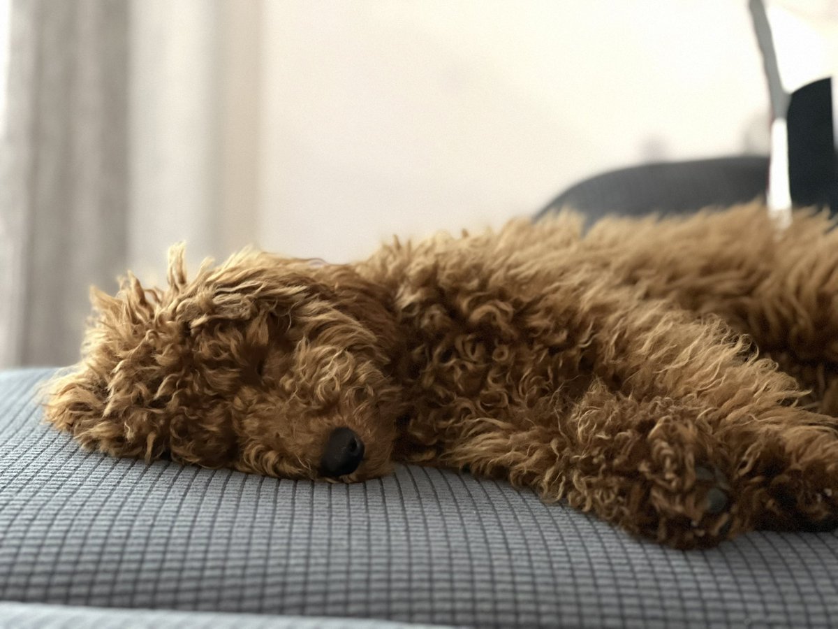 JudCaballeroM's tweet photo. Pregunta sería:

¿Habéis visto algo más adorable que esto?
#caniche #floki https://t.co/TxaAW3BShB