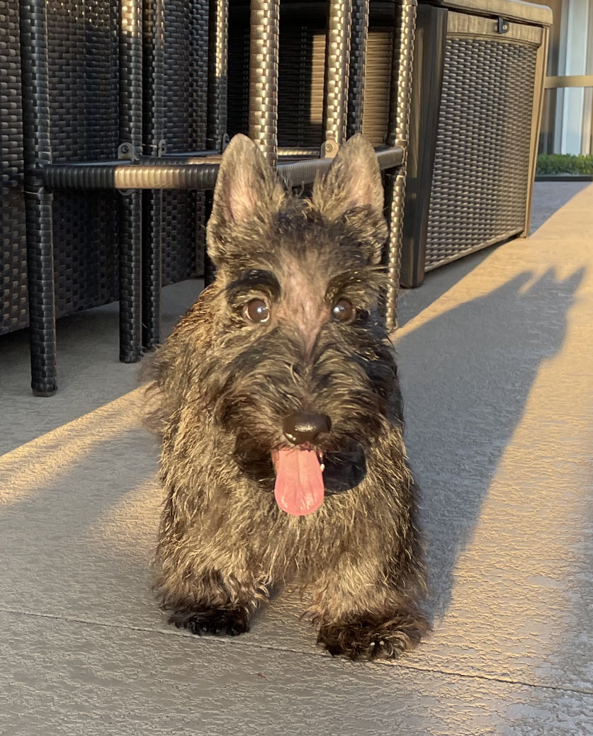 Rugby Jones 🇺🇸 tweet media