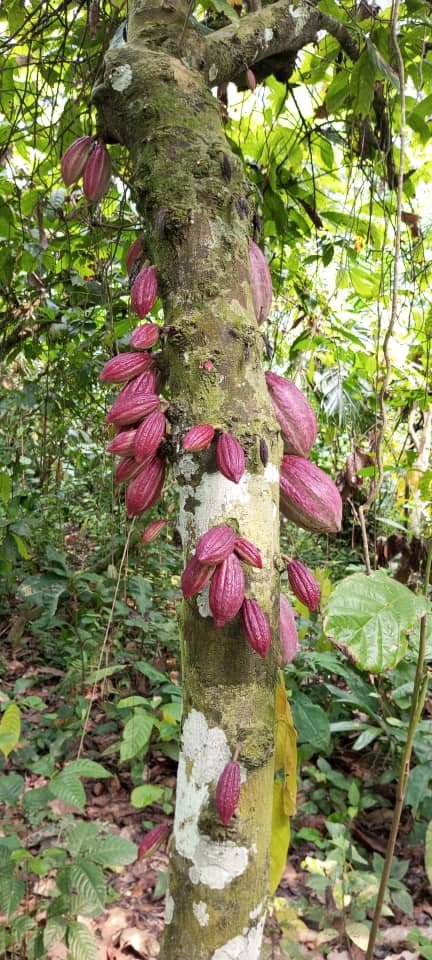 GCEarth's tweet photo. Thanks to your help and the expertise of Trias NGO (with USAID grant), the Nkake community has learned sustainable cacao production. 3 processing sites have been installed with fermentation containers, sheds to protect cacao, drying racks, and storage warehouses. https://t.co/X3BULognWB