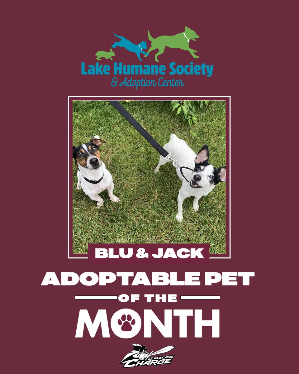 Blu and Jack are the cutest little duo! These spirited, active little fellas are the most adorable partners in crime. In an effort to #CleartheShelters, for the month of August the total adoption fee for these two will be discounted: bit.ly/3so90FZ @LakeHumaneSoc