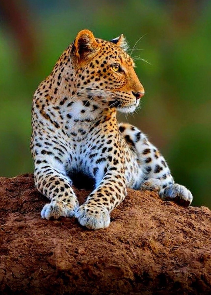 Kristal38922455's tweet photo. Good night friends 🖤🧡💛
#wildlifephotography #wildlife #nature https://t.co/hD7C3jw23G