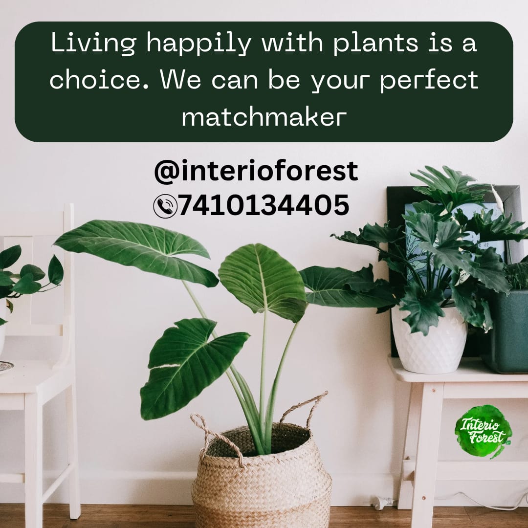 Living happily with plants is a choice. We can be your perfect matchmaker.

#indoorplantsdecor #indoorlandscaping #indoorplants #instagarden #green #greenhappiness #indoorjungle #greenisthenewtrend #plantsmakepeoplehappy #pune ##happycustomer