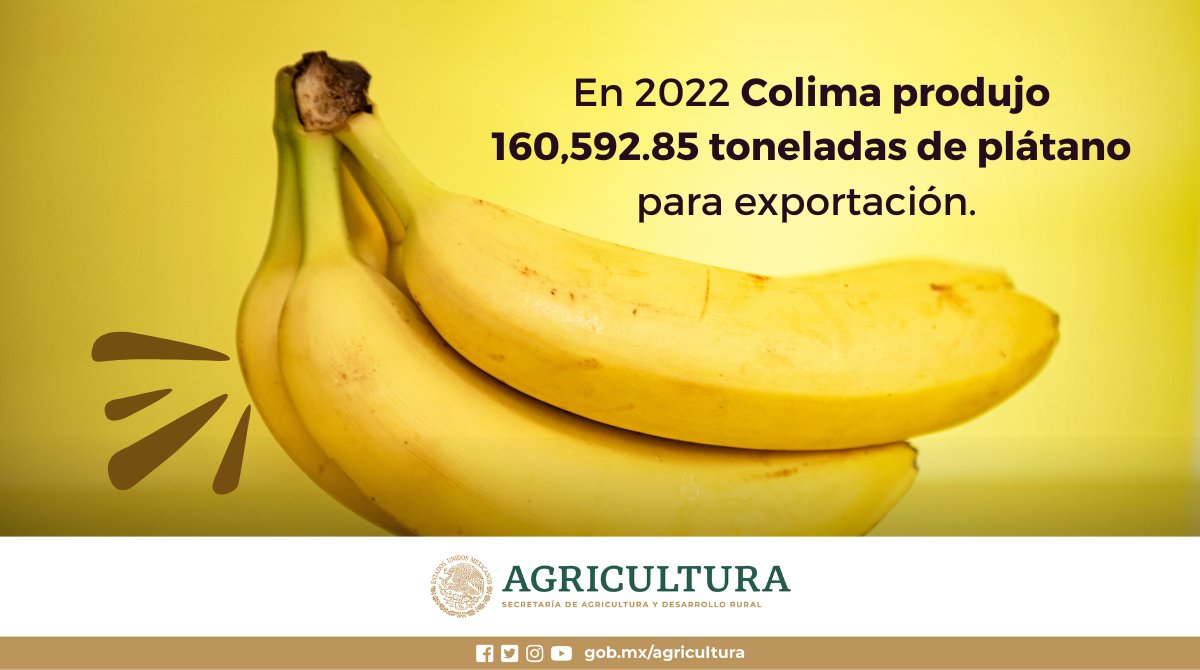 A nivel mundial México es el 18 productor de plátano. El principal país al que se exporta este producto es Estados Unidos.
Otros destinos son: Japón, Nueva Zelanda, Guatemala, Países Bajos y Reino Unido.

Más información: rebrand.ly/nrirxx1
#ElCampoOrgulloDeMéxico