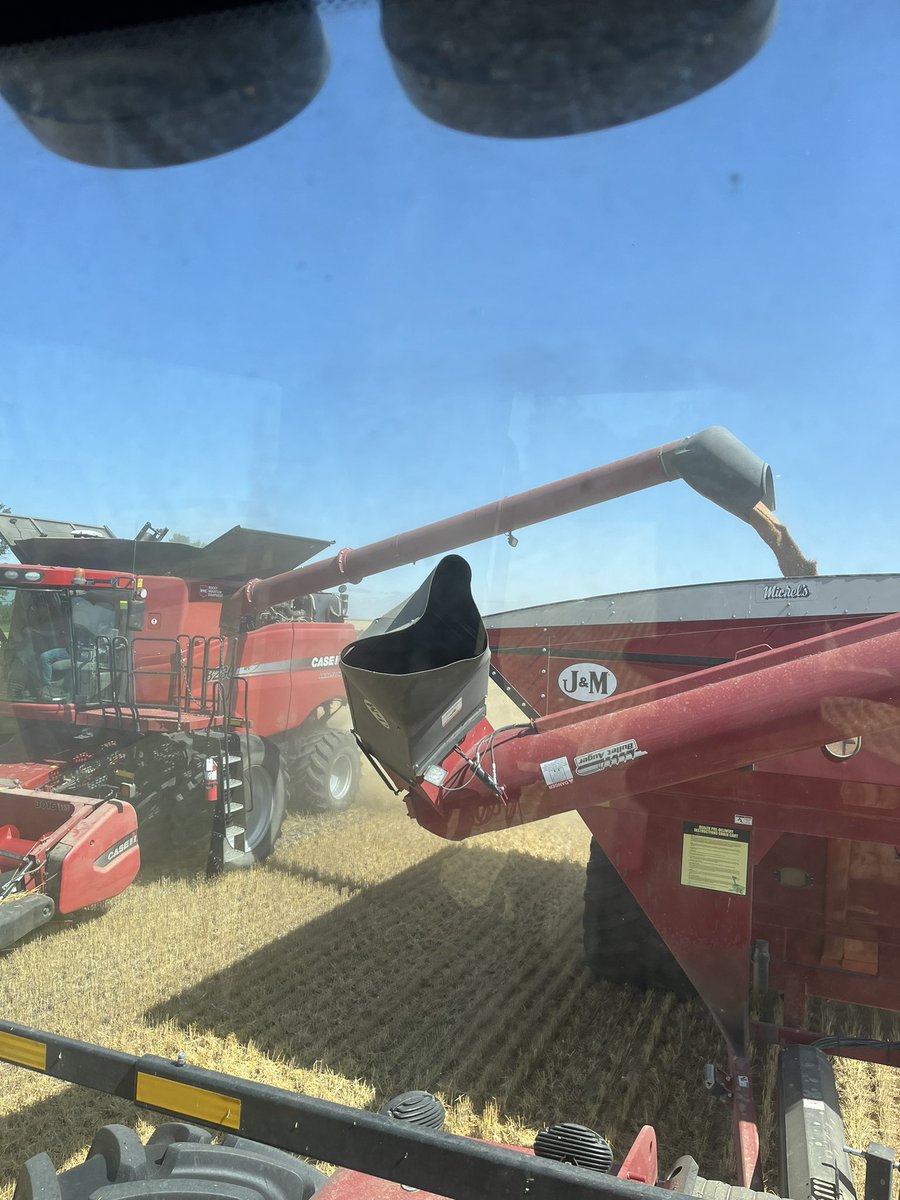 Registered AAC Wheatland hitting the bin 🌾. A beautiful fall day