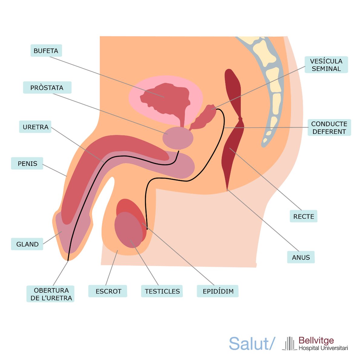 hbellvitge's tweet photo. #ElMeuQuirofan | Com es realitza la cirurgia de pròtesi de penis al nostre hospital? Quins tipus d'implants es poden aplicar?
ℹ️ Descobreix tots els detalls a: https://t.co/QmlMDZ74E1
#protesipenis #protesispene https://t.co/PWaOgehV9N