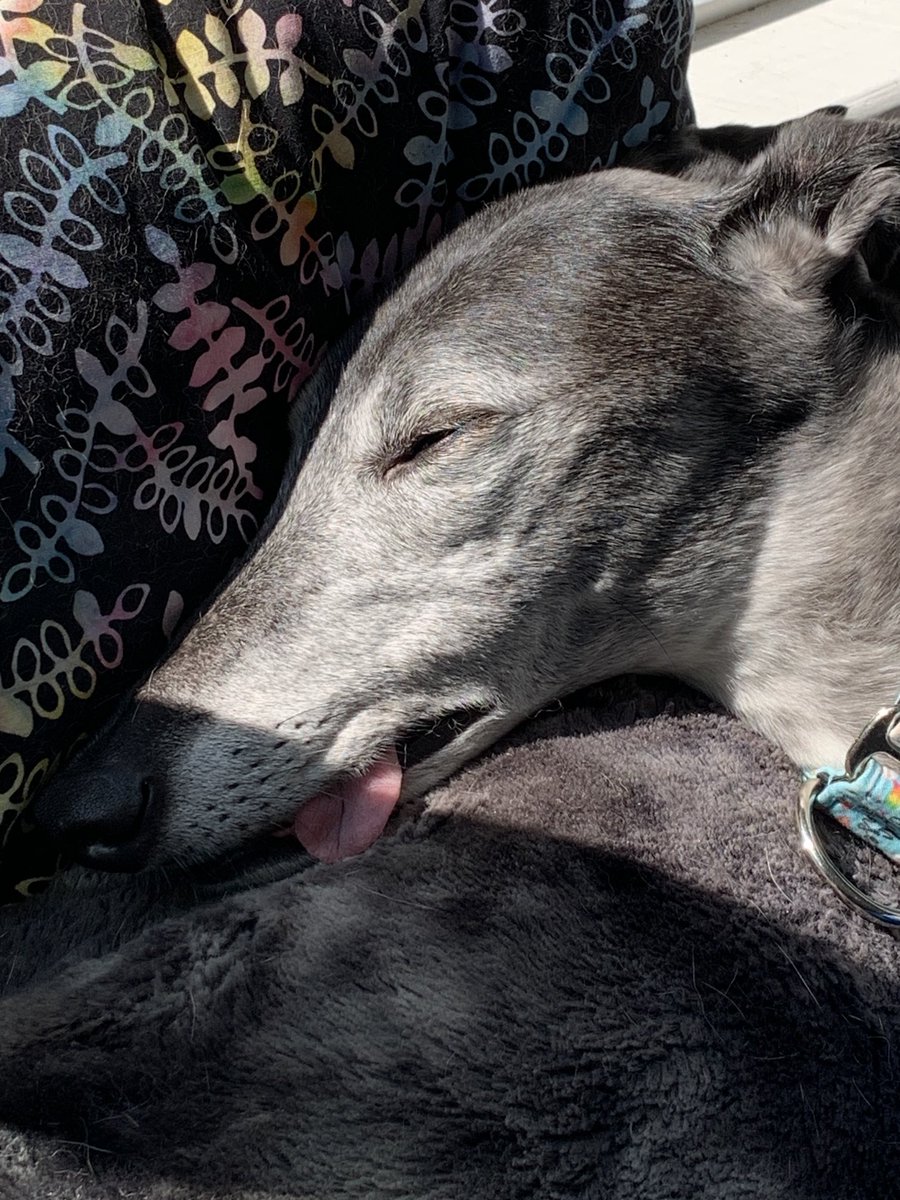 🐾💥. My little lovely Meiko enjoying the sunshine on her face on #TOT  🥰