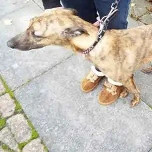 Happy update, Flossie,  starved by her owner, Daniel Hewitt,  was kept in a cage in an abandoned flat. She has been adopted by the person that rescued her #Yorkshire 
She is doing well and has been renamed Angel 😇
ukanimalcrueltyfiles.org/redcar-north-y…