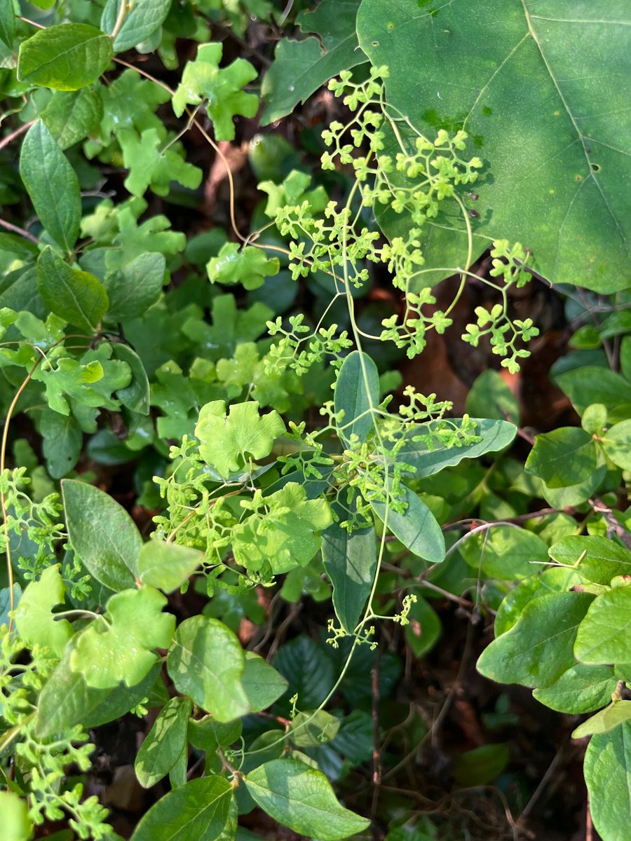 PABotany's tweet photo. We're so excited to be back in State College for the #Pennsylvania #Botany Symposium this fall!  Join us October 20-21 for workshop opportunities, student research posters, &amp; cool talks about PA plants. Join us! Schedule and registration information here: https://t.co/mswuoSSZf5 https://t.co/75UvZwQM0y