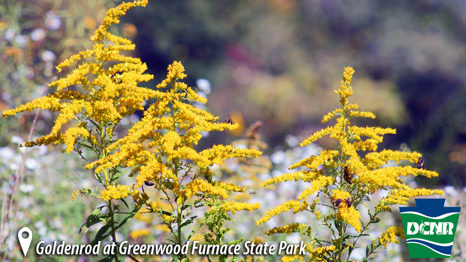 Look out for goldenrod in #PaStateParks -- one of the earliest signs of autumn in Pa. As summer wildflowers begin to fade, these yellow blooms brighten the landscape in meadows and woodlands, and provide food for pollinators. #WhatsHappeningWednesday #GetOutdoorsPa