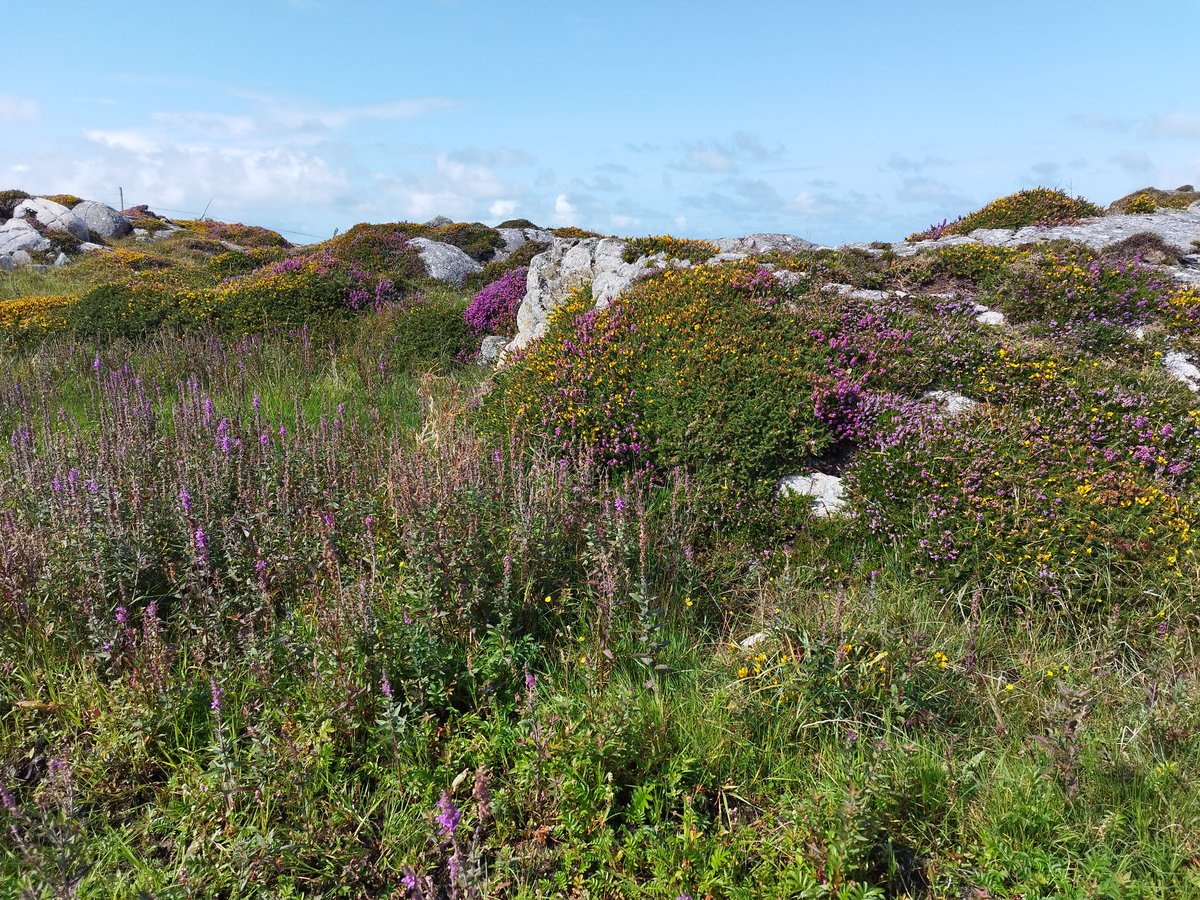 MandyTracey14's tweet photo. I'm loving the colour scheme in #Connemara at the moment https://t.co/Bahiaw98kY