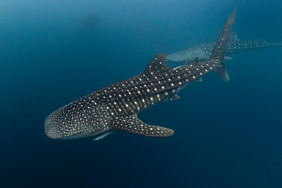 NCAquariumFF's tweet photo. Why is whale shark conservation important? One reason is they regulate the ocean's plankton levels and prevent these microscopic organisms' numbers from growing without restriction – something that could have a negative effect on ocean environments. #ConservationTuesday https://t.co/wB9OjILi3o