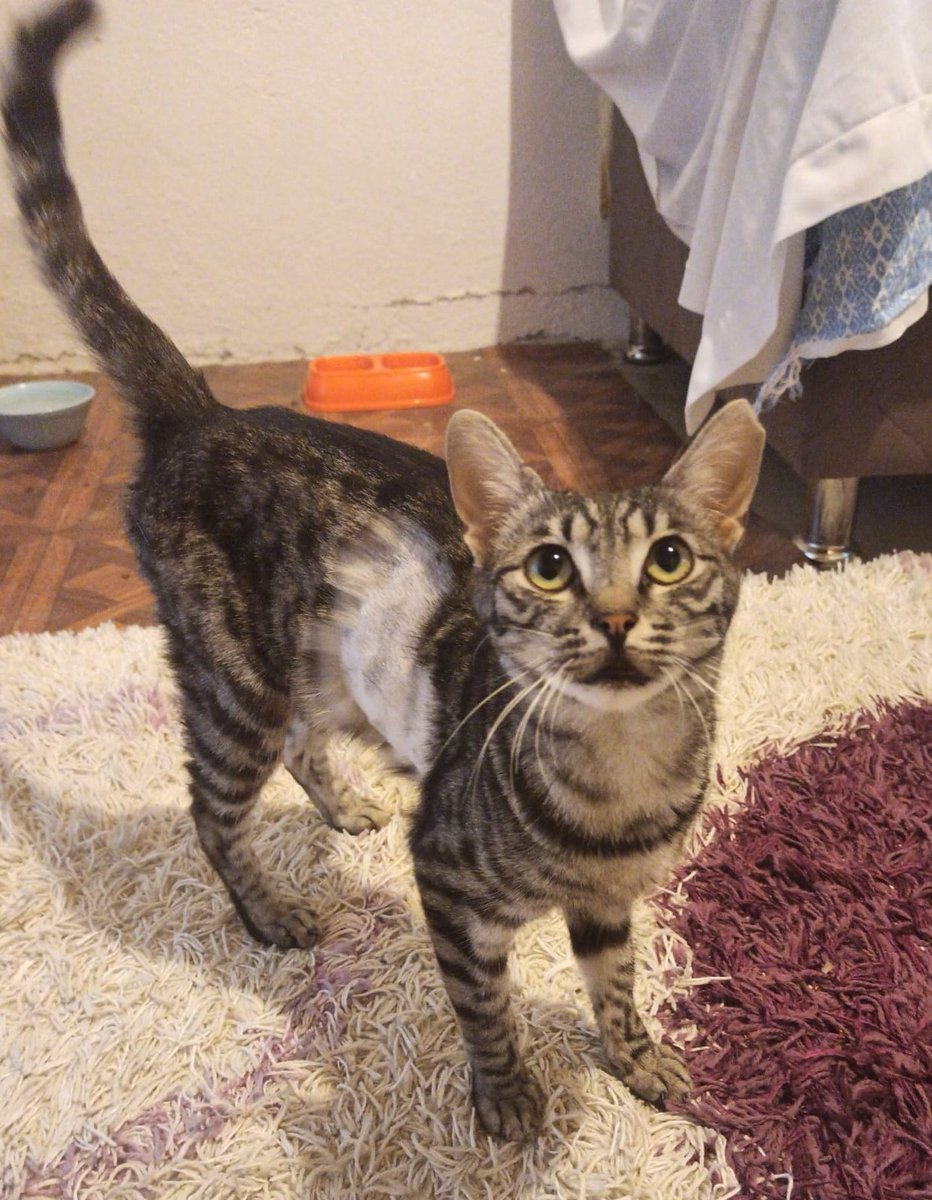 Petcore ilacın fiyatı 3k klinik borcu ise 6k ve biz ilaç için olan ücretin daha yarısını toplayamadık🥺 bir an önce ilaç almamız gerekli. Bize yardım etmek ister misiniz. Mecnun yaşasın nolur. Ona bir şey olmasını istemiyorum 😔