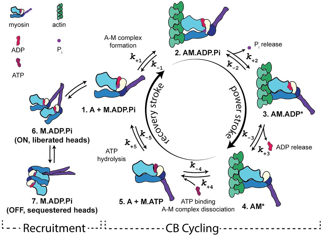 First time author in @CircRes Kooiker et al found that the myosin modulator #Danicamtiv recovers both tissue & organ level #hypocontracility in a rodent genetic #DCM model. Learn more at ahajrnls.org/3srOunT @FMoussaviHarami @Jenniferjung