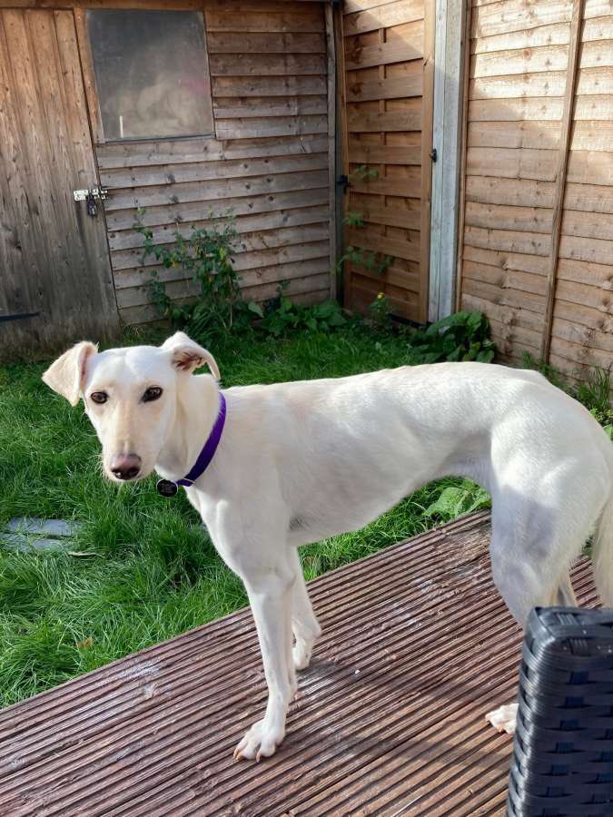 Lurcher SOS 🐾🐾 tweet media