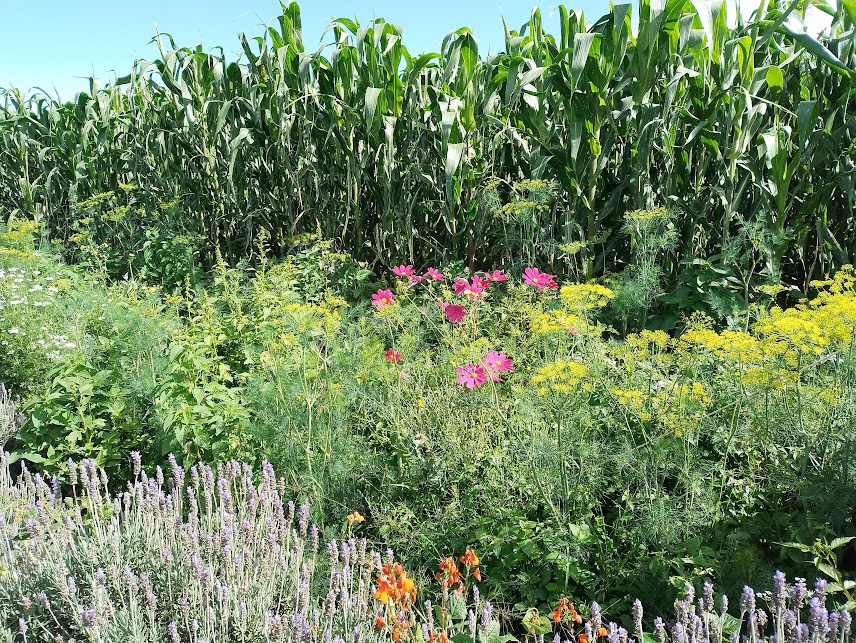 Insectos son bueno o malo para el agricultor?
En nuestro ensayo con @LivinGro_ observamos que la mayoría de los insectos capturados en un campo de maíz con borde de flores son benéficos o neutro (no bueno, ni malo) y pocos pertenecen a familias que podrían ser plagas.