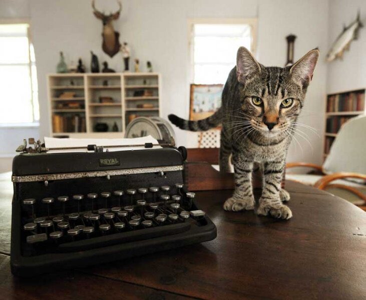 SWellsr's tweet photo. Hang tight all you polydactyl kitties in #KeyWest! During Hurricane Ian (2022), #HemingwayHouse staff stayed on site to make sure the six-toed critters were okay. Stay safe everyone! #Idalia 
https://t.co/L1whLlYapJ https://t.co/7uJLqzWMZ1