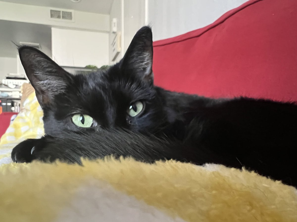 allisonrhansen's tweet photo. @weirdlilguys Bagheera 🖤💚 https://t.co/VYf0jVkKSb