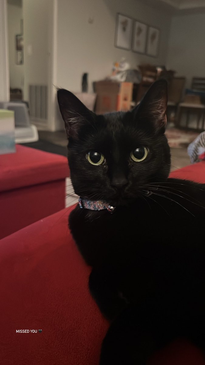 allisonrhansen's tweet photo. @weirdlilguys Bagheera 🖤💚 https://t.co/VYf0jVkKSb