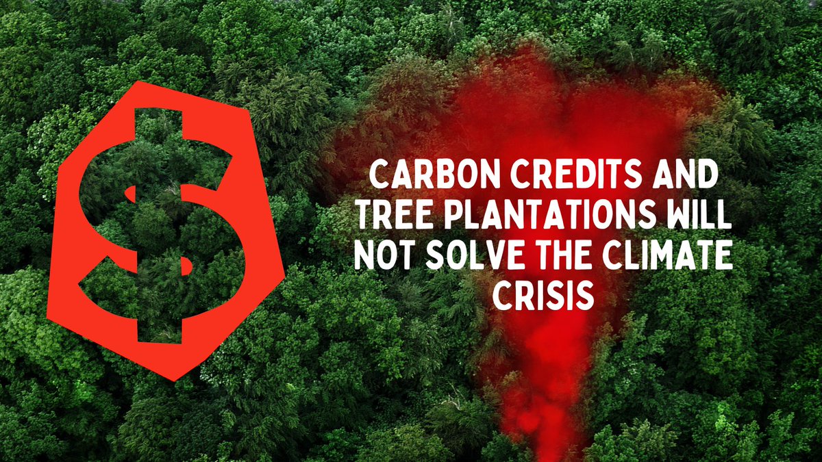 .@oak_institute exposes devastating impact of #carbonmarkets & tree plantations @ center stage of the @AfClimateSummit @GovtOfKenya @WilliamsRuto @_AfricanUnion must prioritize real solutions, not green colonialism. bit.ly/3QTM6k8