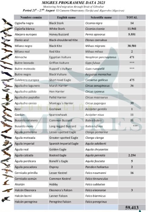 Over 59,000 soaring Birds logged crossing The Straits this week ! 

Here are the results of the <a href="/FundacionMigres/">Fundación Migres</a> Program for monitoring the autumn #migration of #Birds through The #Straits of Gibraltar, week of August 21 to 27, 2023. 

#FlywayBirding