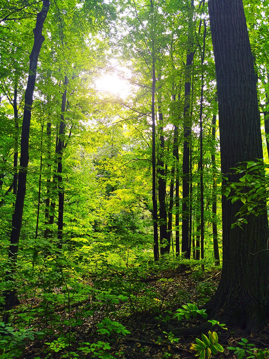 Overgrown Forest Path #nature #trees #forest #wilderness #naturetrail #NaturePhotography #treephotography #naturelover #sun #mapleleaves #society6 #redbubble #mostphotos #MuseBoost #rtArtBoost #LensAreLive #ThePhotoHour