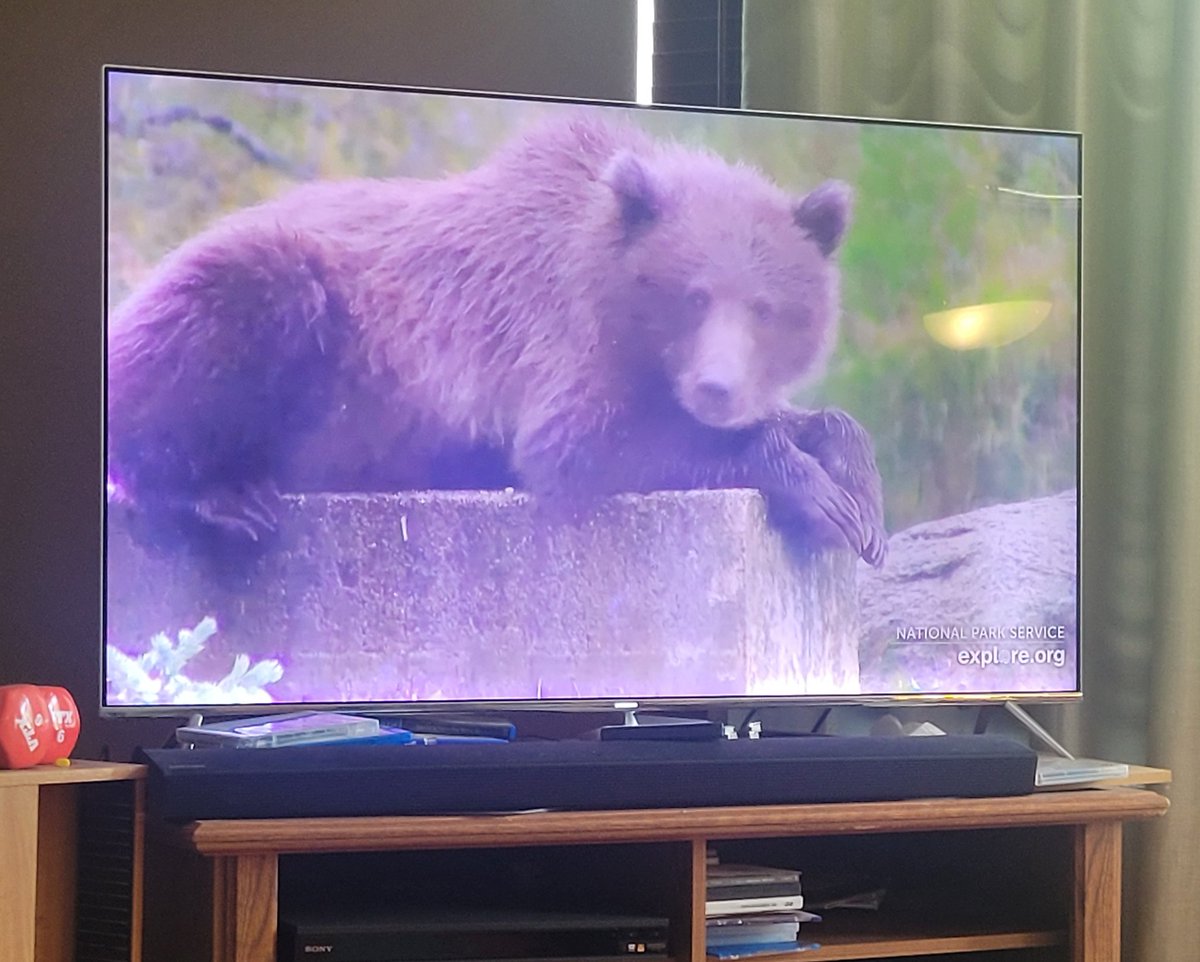 BLACKEDlodge2's tweet photo. This bear on the salmon live stream lowkey serving 💅 https://t.co/uZVv14A4pY