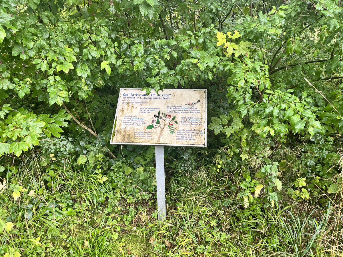 AlexWBirding's tweet photo. After almost two and a half years since living here, would be rude not to pay a visit to my old patch in Germering while staying in Munich! Pied and Spotted Flycatcher, Firecrest, Crested, Marsh and Willow Tit and Short-toed Treecreeper all present in an emotional visit. https://t.co/dCPHCKYoWV