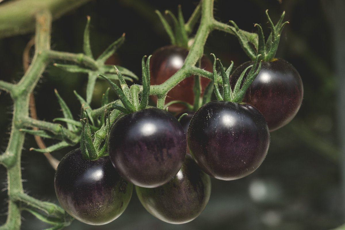 Our YOOM Tomatoes have been turning heads👀 This 2-bite beauty is packed with nutrients with high levels of antioxidants, anthocyanin and lycopene (indicative in its distinguishing deep purple hue), Vitamins A and C, magnesium, potassium, and a good source of fiber!