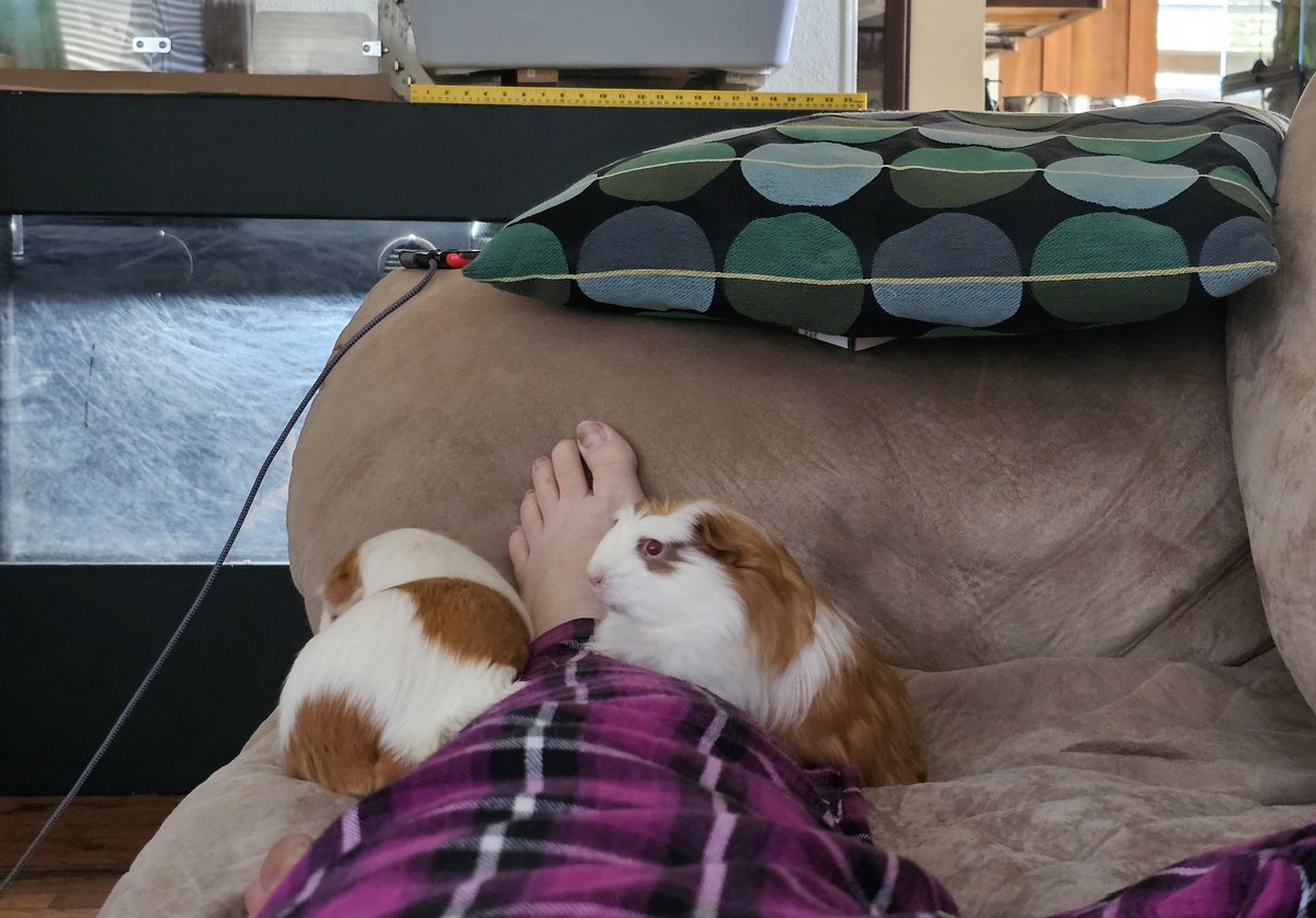 GeigerAfterDark's tweet photo. Potato decided l e g was the most comfortable place to lay, and i don't agree with her? but do feel #blessed
After, Pepper decided she also wanted in on the leg action. #doubleblessed https://t.co/jomG6LZEDc
