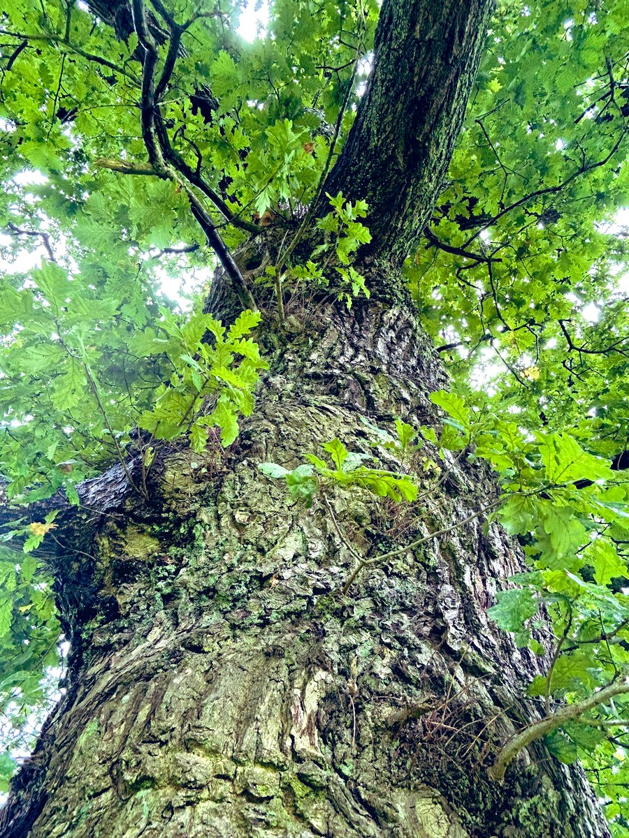 Stunning #OldOak in the Woods where I live .. #thicktrunktuesday #AncientTree