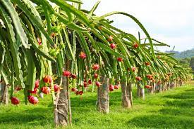 Dragon fruit farming in Kenya is certainly on the rise. 
Farmia offers investment opportunities
Learn more about this exotic fruit;
richfarmkenya.com/2021/10/dragon…
#farmingtrends #dragonfruit