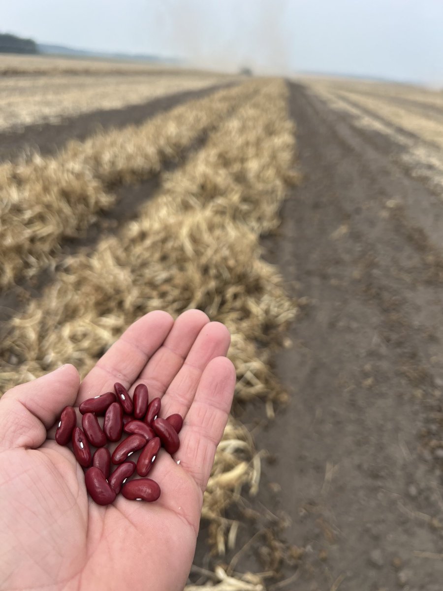 Kidney bean harvest in full swing!  It’s fun to see the fruits of your labor!!