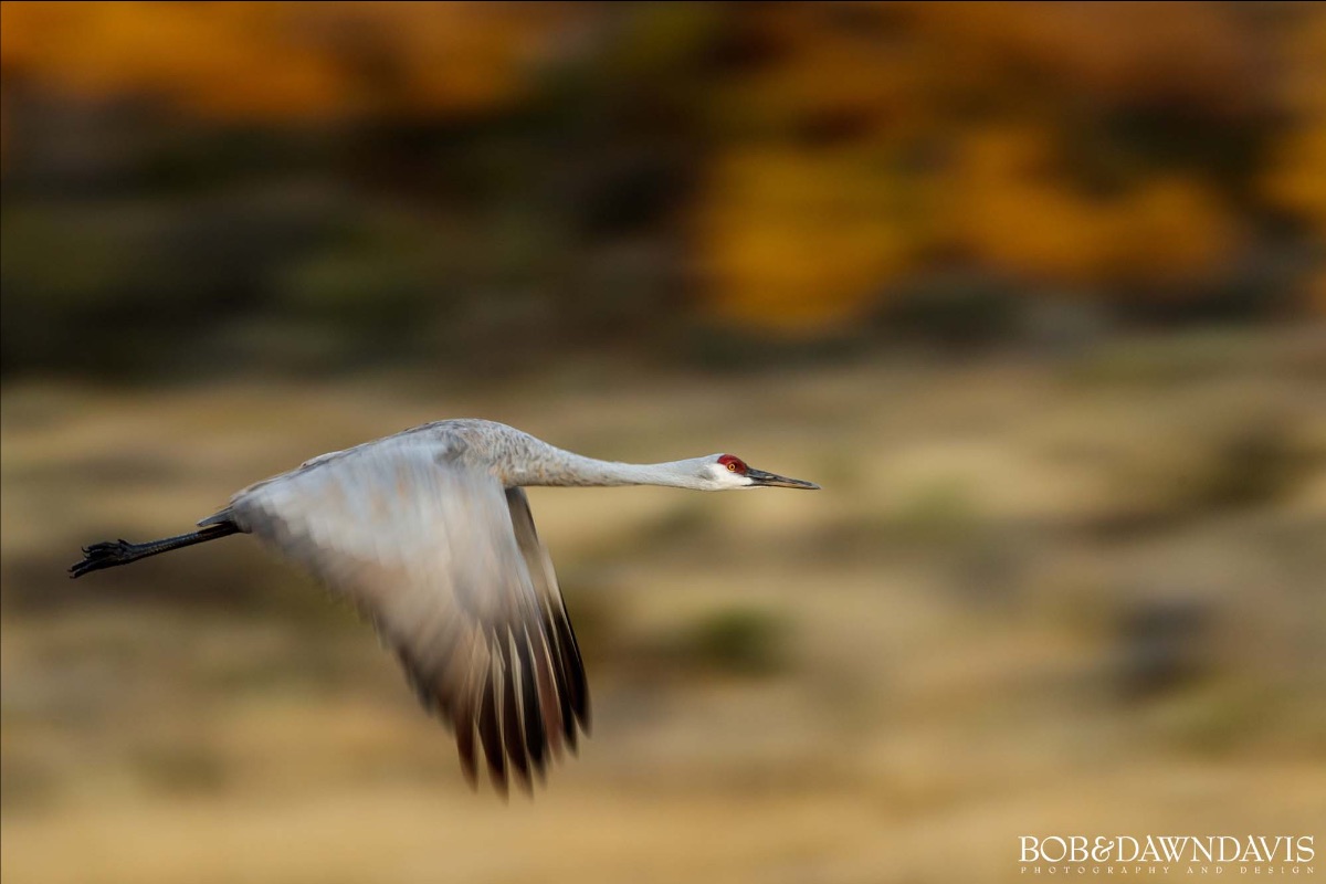 Discover The Magic of Wings: AN UNFORGETTABLE BIRDS IN FLIGHT PHOTOGRAPHY WORKSHOP AT BOSQUE DEL APACHE WILDLIFE REFUGE - mailchi.mp/bobanddawndavi…