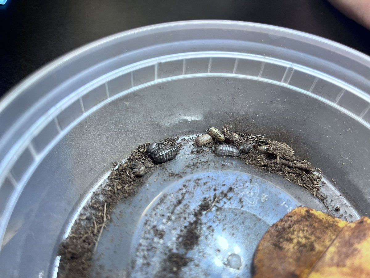 Robyn Allen (@mttaborbiology) on Twitter photo AP Biology at Mount Tabor observing pill bug behaviors so that we can design experiments to test those behaviors. Stay tuned for our results! <a href="/Tabor_City/">Mount Tabor High</a> AP Biology at Mount Tabor observing pill bug behaviors so that we can design experiments to test those behaviors. Stay tuned for our results! <a href="/Tabor_City/">Mount Tabor High</a>