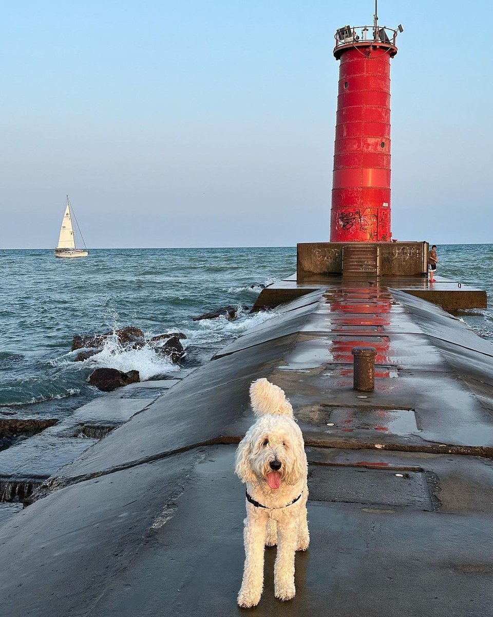 visitsheboygan's tweet photo. Dog days of summer on Lake Michigan! 🐶🐾☀️
📸: @olaf_thebigwhitedoodle
.
.
.
#visitsheboygan #sheboygan #exploresheboygan #travelwisconsin #barkhappy #barkpost #aplacetolovedogs #doglover #dogsforlife #pawsome #dogoftheday https://t.co/XBYgiGcNyU