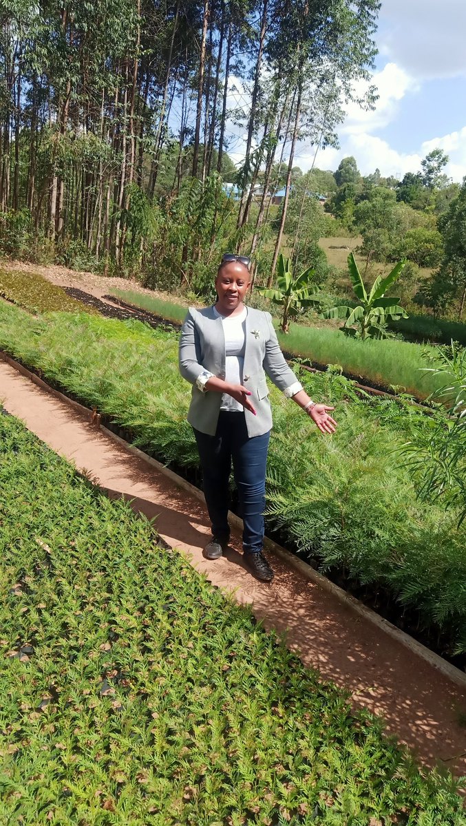 Greencover Trees Kenya tweet media