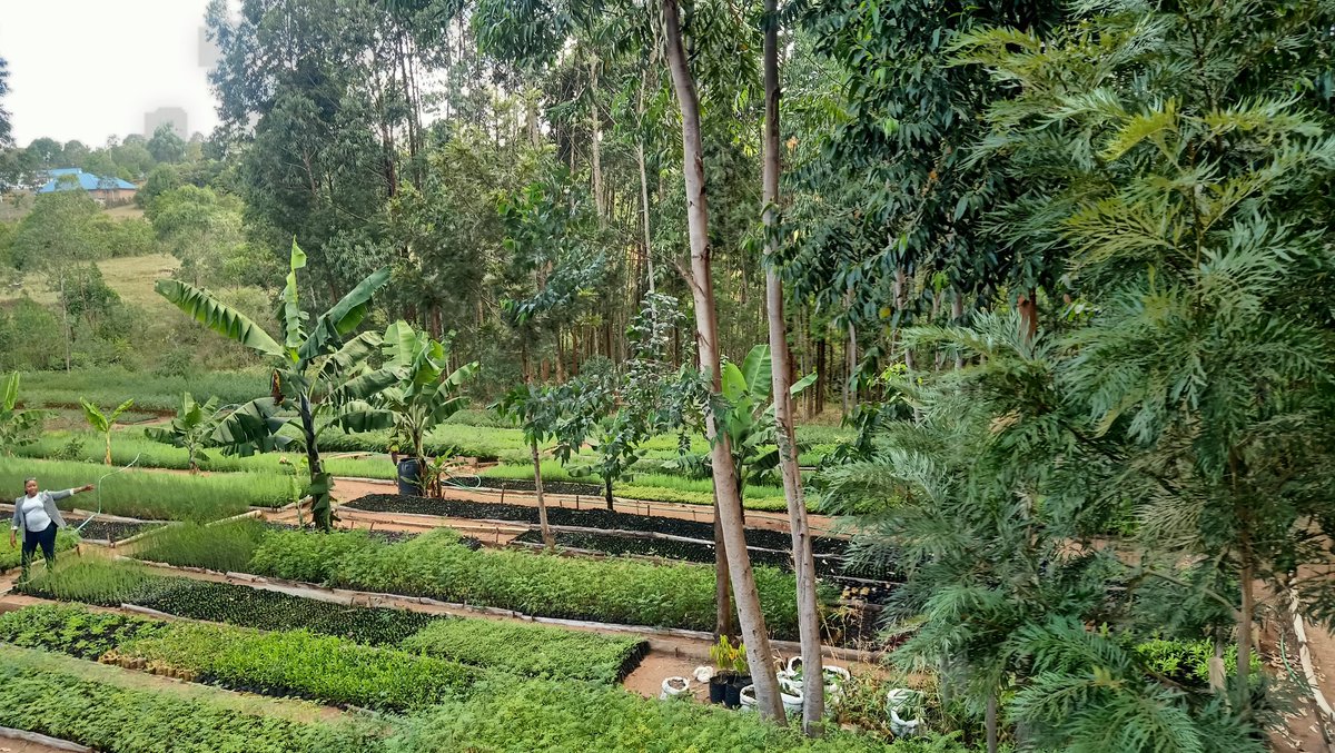 Greencover Trees Kenya tweet media