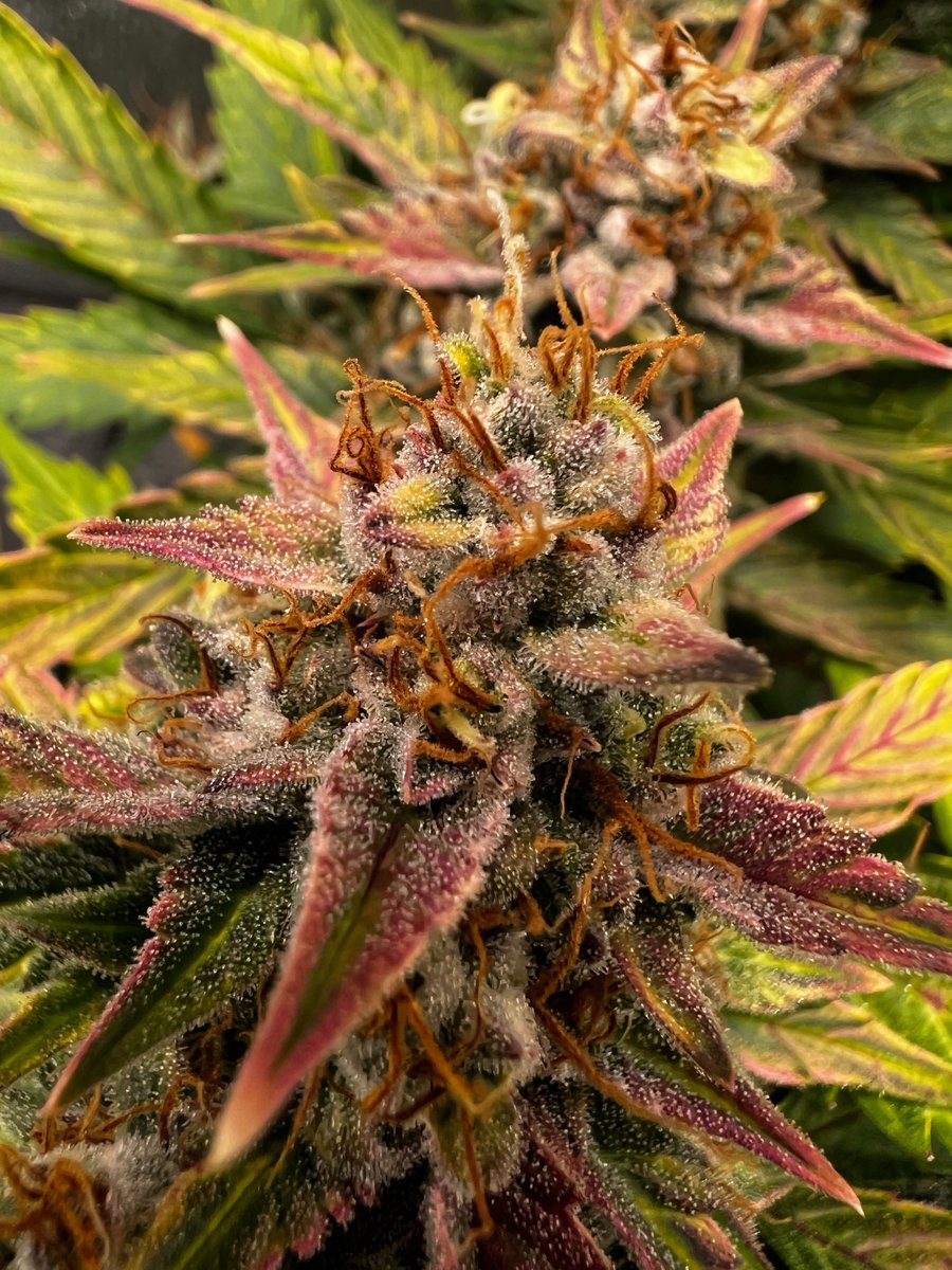 This pretty flower is coming straight from our discord friend NurseRatchet with some violet/purple to pink hues on this cultivar, truly a colorful pheno Want us to feature your grow? Share it with us on #Discord 👉 Link in bio #Cannabis #JGYO #MMemberville #MMJ #GrowYourOwn