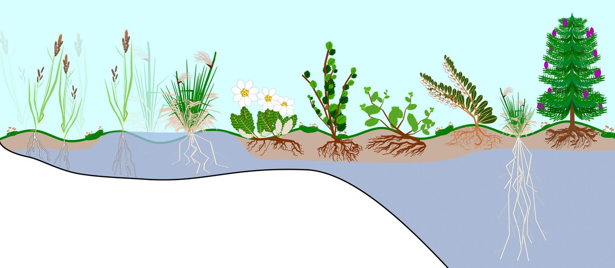 New Phytologist tweet media