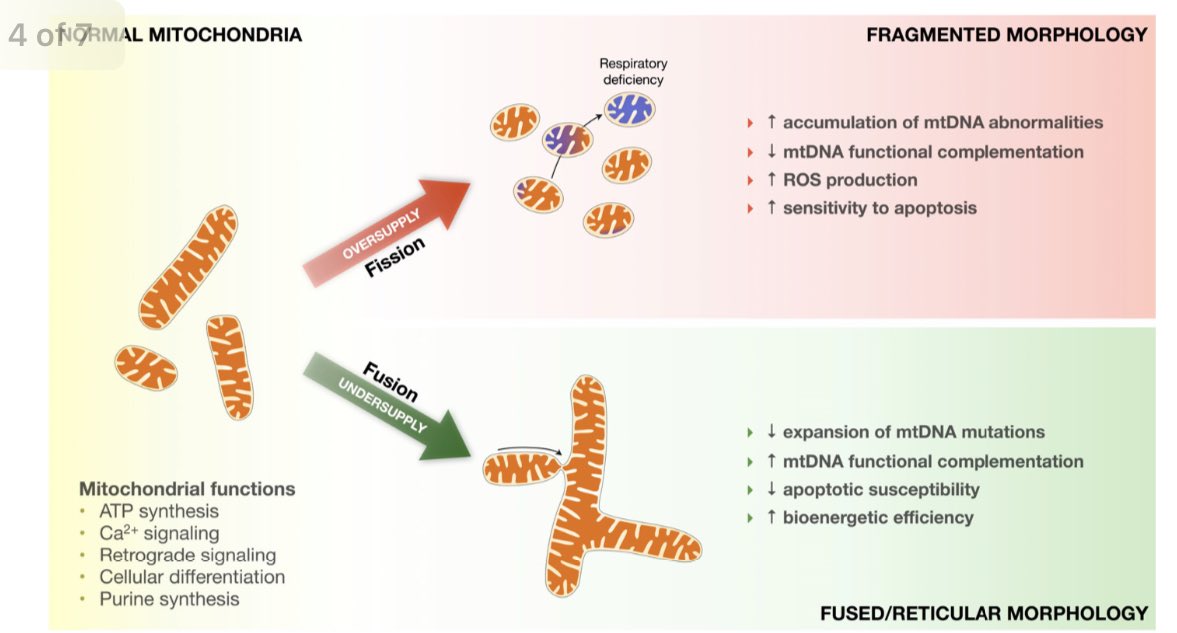 Metabolic oversupply can fragment the mitochondrial network, whereas periods of undersupply (hunger) can promote mitochondrial fusion

diabetesjournals.org/diabetes/artic…