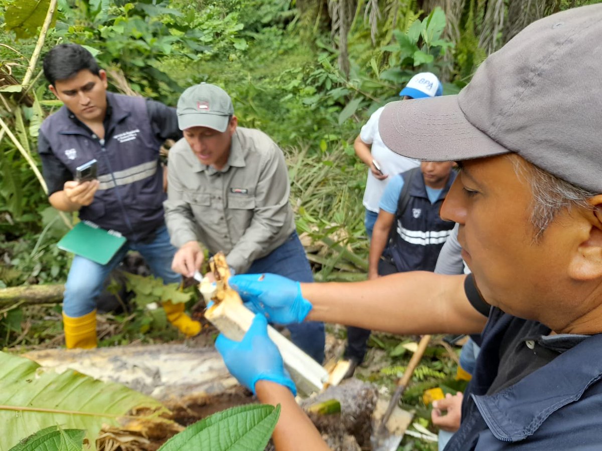 AgrocalidadEC's tweet photo. #SantoDomingo | Realizamos capacitación práctica en síntomas y manejo de la pudrición del cogollo, anillo rojo y trampeo de gualpa en cultivos de palma aceitera para fortalecer los conocimientos de los técnicos en la identificación de plagas en campo.
#CultivosSanosYDeCalidad https://t.co/O4cHbGB7n0