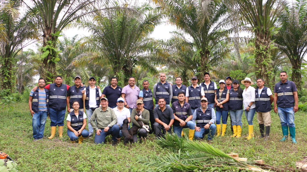 AgrocalidadEC's tweet photo. #SantoDomingo | Realizamos capacitación práctica en síntomas y manejo de la pudrición del cogollo, anillo rojo y trampeo de gualpa en cultivos de palma aceitera para fortalecer los conocimientos de los técnicos en la identificación de plagas en campo.
#CultivosSanosYDeCalidad https://t.co/O4cHbGB7n0
