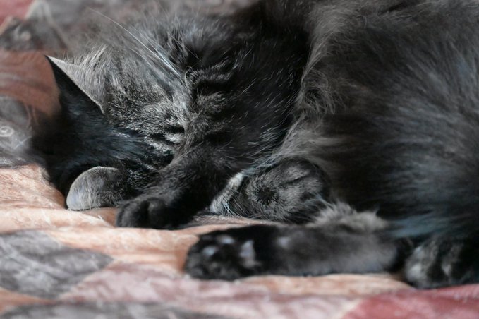 Trying to nap while Dad takes yet another picture of my footie for #ToebeansTuesday