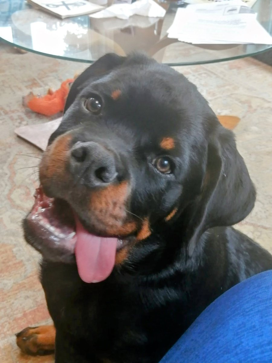 Timeline Cuteness! I gots dis!! Happy Teefies and Tongue Out Tuesday 💦👅💦🦷🦷Dis time a gazillion likes. Now get busy and hit Dat Like Button 🙌💯🐾🐾💙🥰#George #Rottweiler #Puppy #cutenessoverload