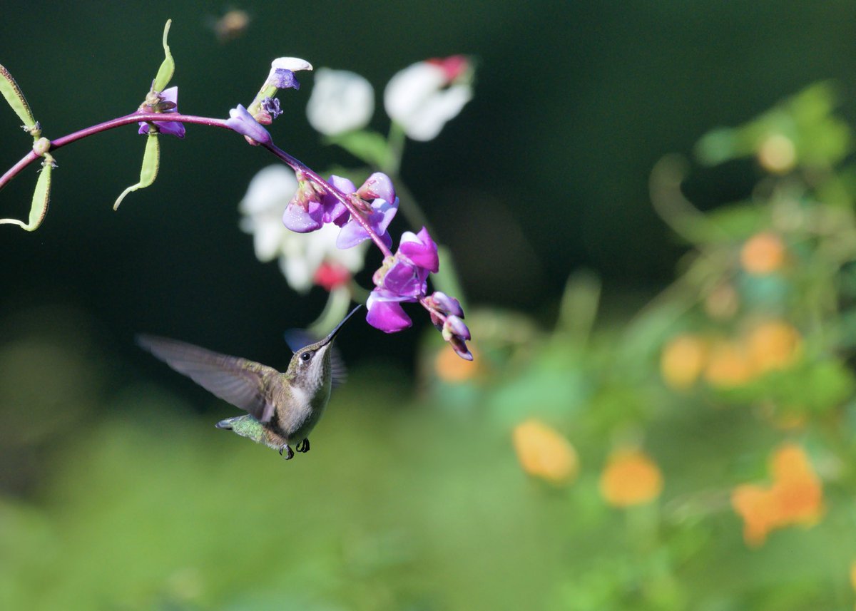 Ruby-throated hummingbirds are among us. Watch that jewelweed.